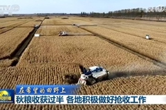 秋粮收获过半 各地积极做好抢收工作