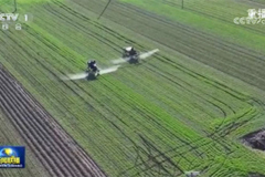 秋冬种基本结束 田间管理有序展开
