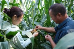 稻花香里说丰年 | 裕民县21.6万亩玉米长势喜人 节水灌溉赋能秋粮稳产丰产